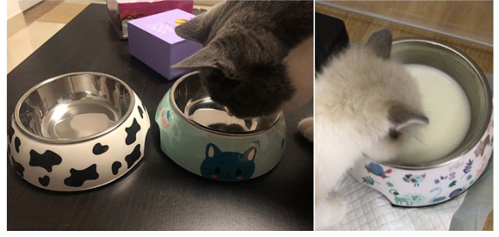 Cute Pet Bowls