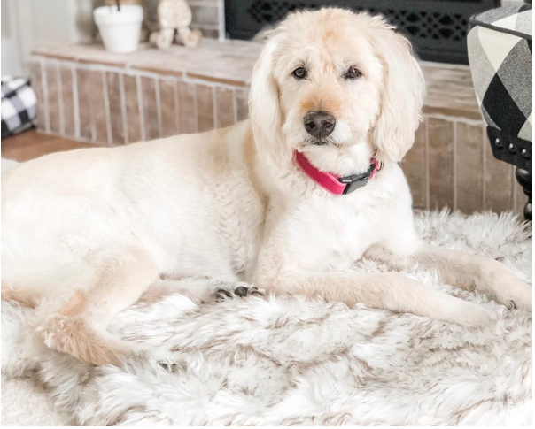 Faux Fur Orthopedic Dog Bed 2