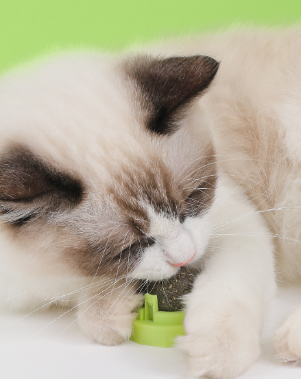 Crab Cat Mint Ball White