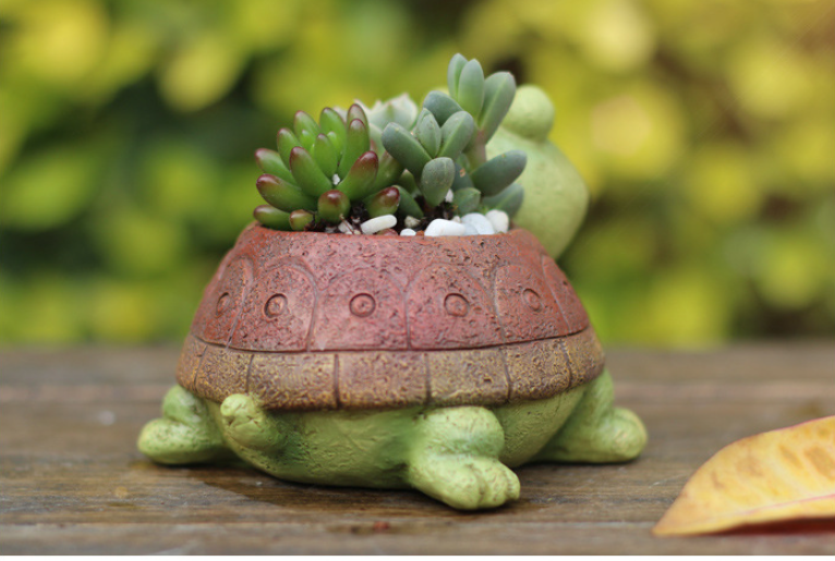 Succulent Pot Image 2