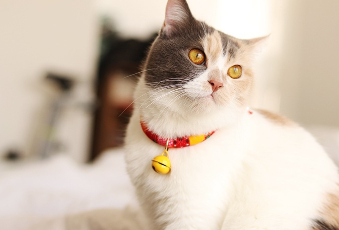 Cat Collar Image 1