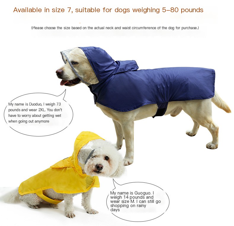 Stylish Dog in Raincoat