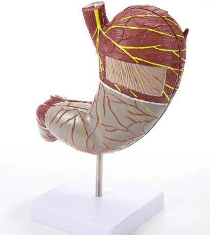 Stomach Model Image 1