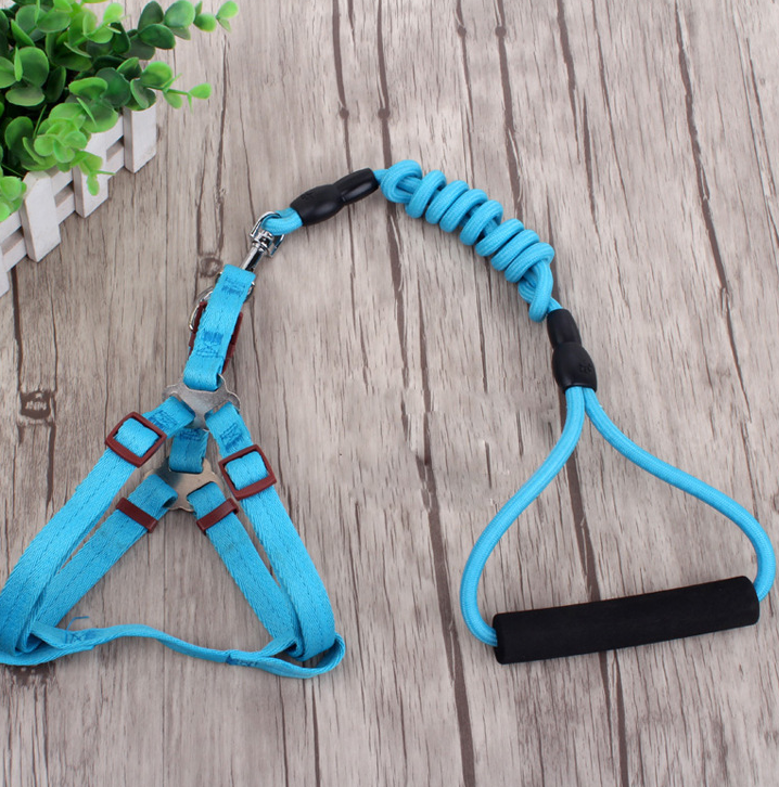 Pet Leash in Use