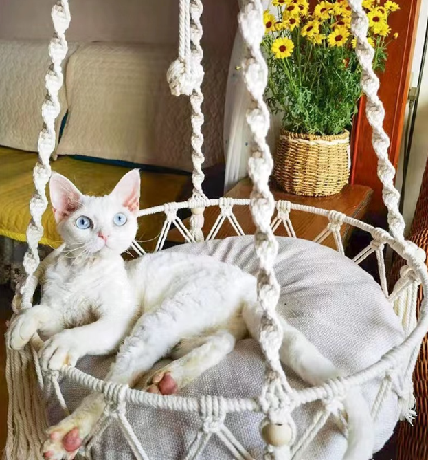 Pet Hammock Image 6