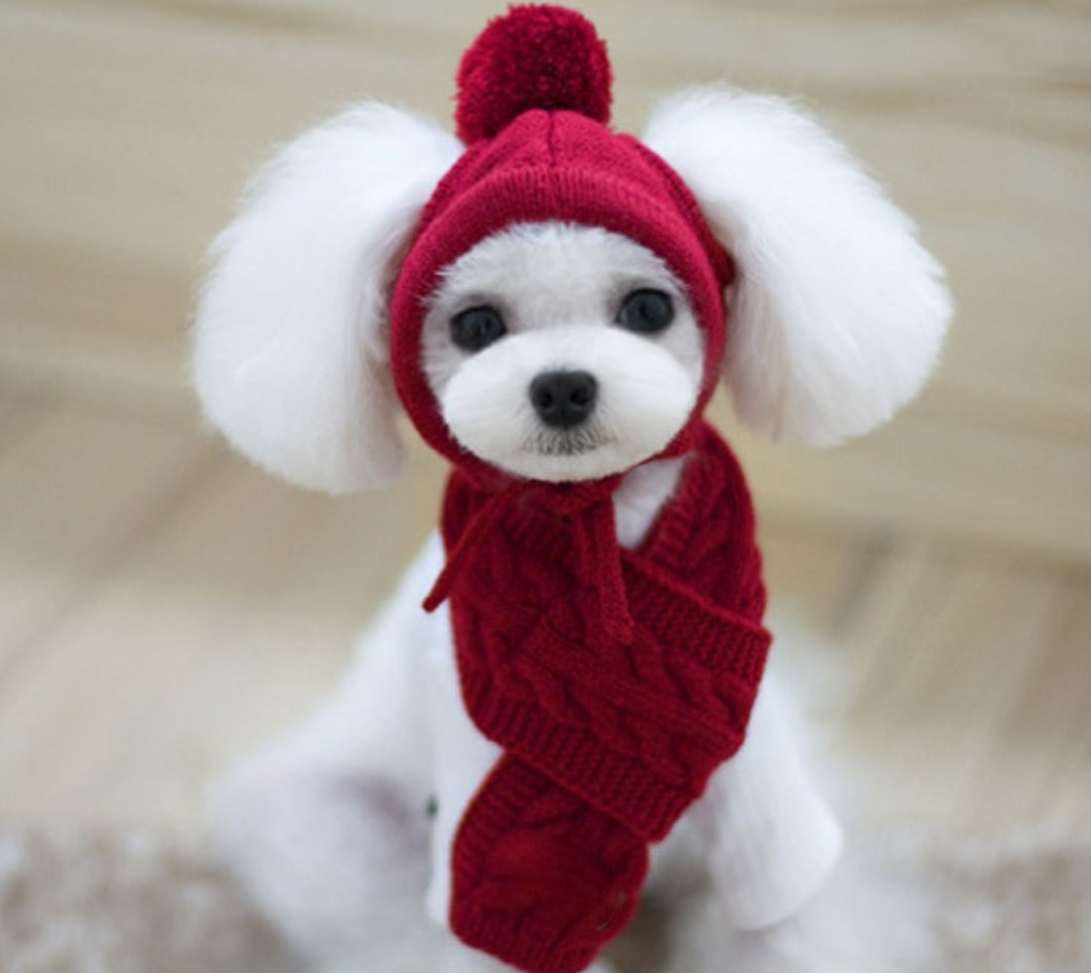 Cozy Pet Apparel