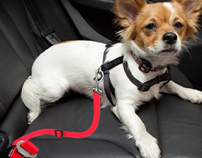 Dog Safety Buckle Image 1