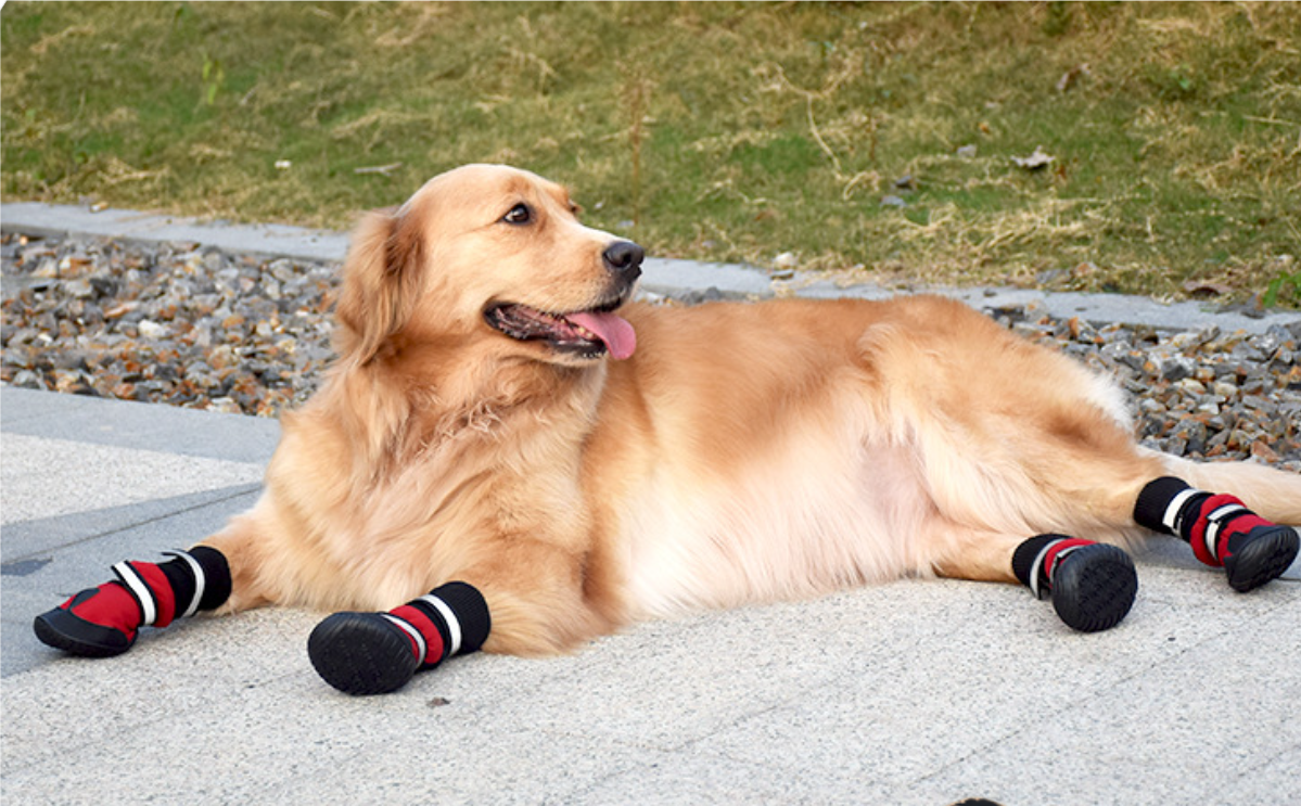 Dog Shoes 2
