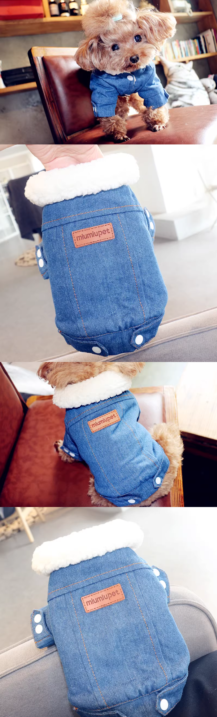Dog posing in dark denim jacket
