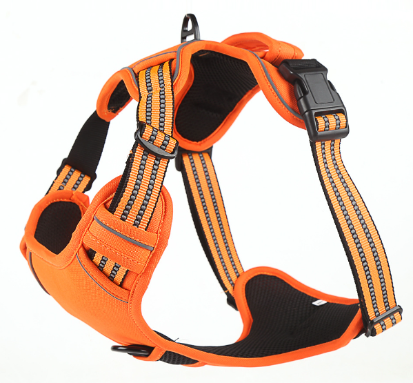 Dog wearing harness 2