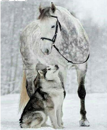 Horse and Wolf Diamond Painting