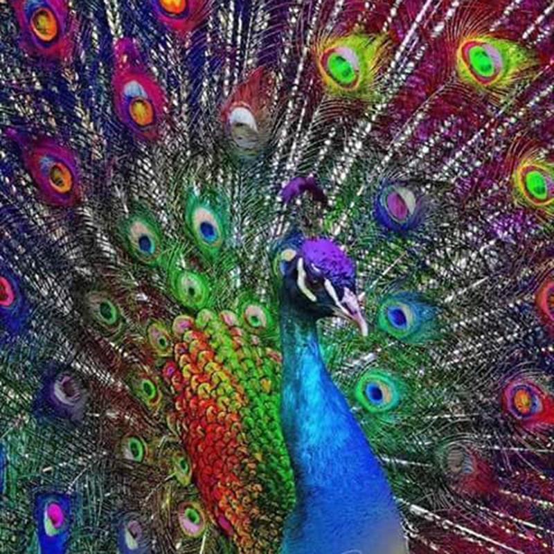 Colorful Peacock 5D Diamond Painting