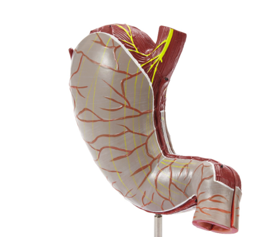 Stomach Model Image 4