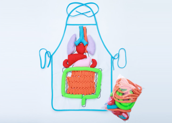 Anatomy Apron Image 1