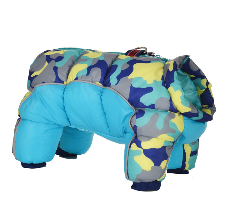 Dog in stylish jacket