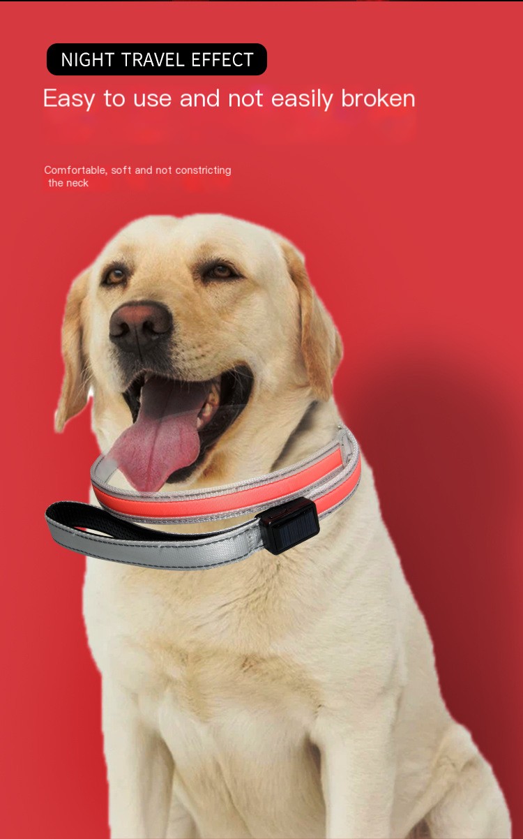 Walking dog at night with LED leash