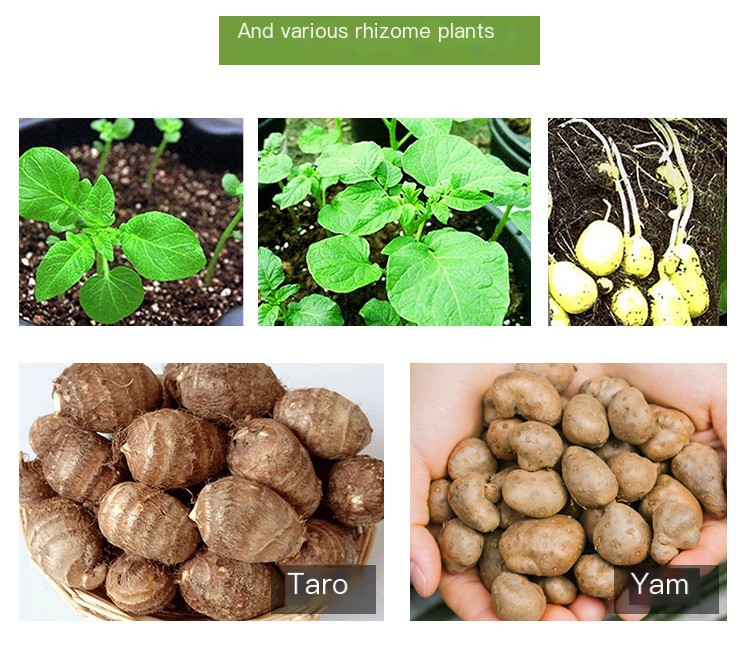 Xingshun potato planting details_06