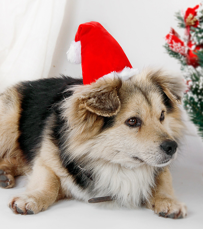 Adorable Pet Hat for Christmas