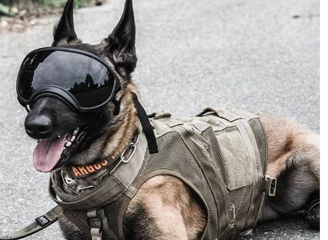 Dog Sunglasses