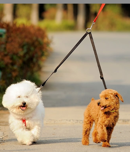 Leash Coupler in Use
