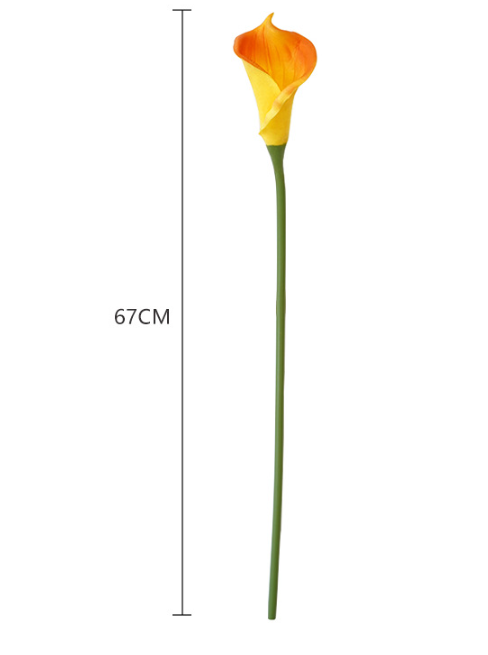 Calla Lily Image 4
