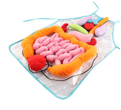 Anatomy Apron Image 4