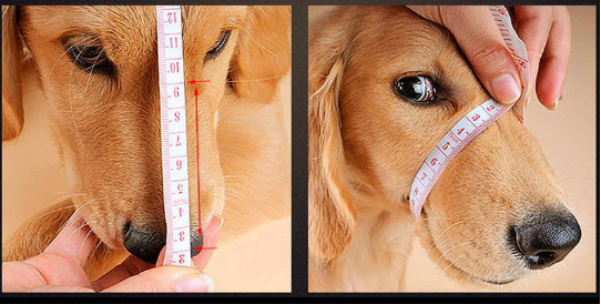 Muzzle Comfort Image 8