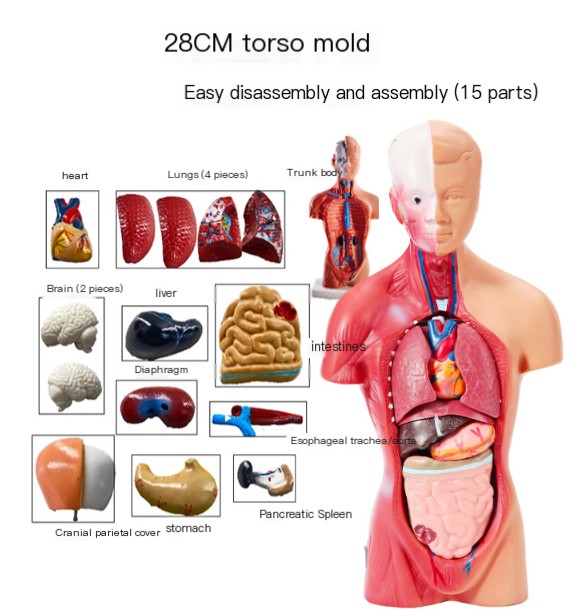28cm Human Organs Anatomy Model