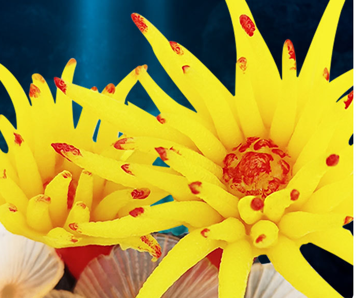 Coral Decoration 4