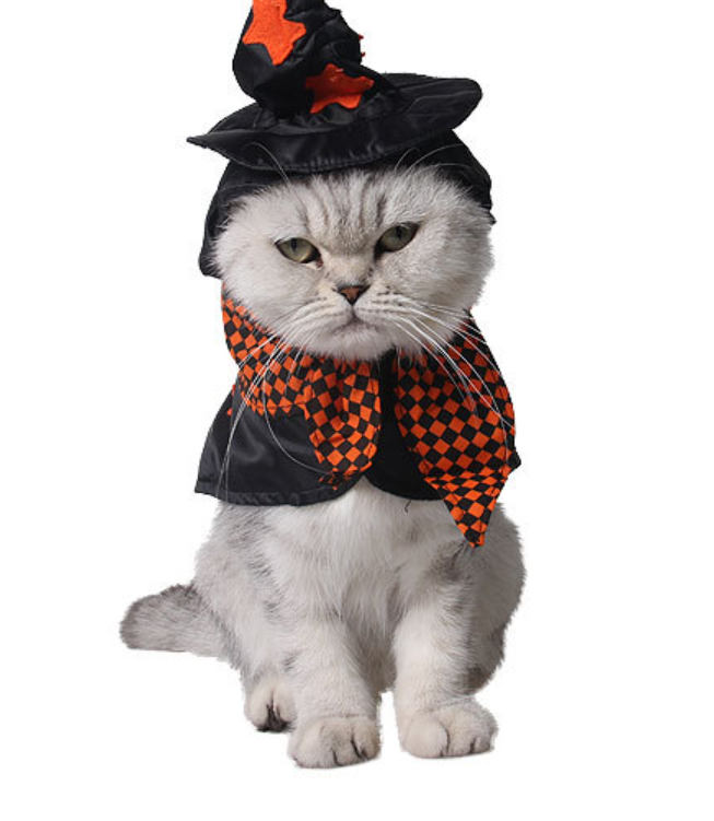 Pet wearing cape