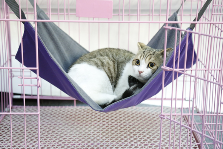 Cat Hammock Image 2