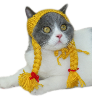 Styled Cat
