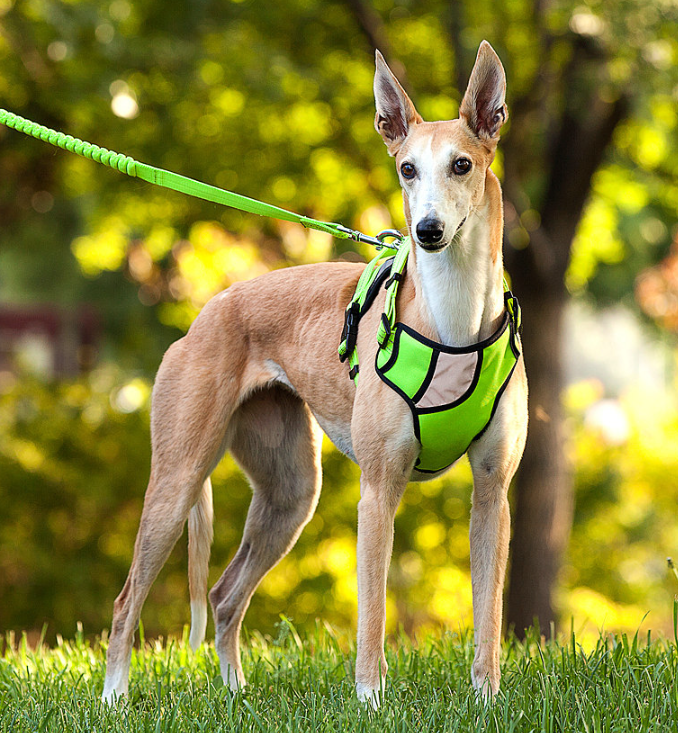Dog Harness Image 2