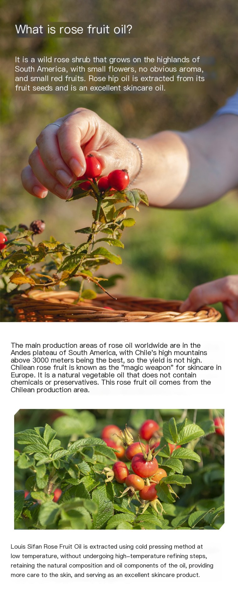 Rosehip Oil Image 3