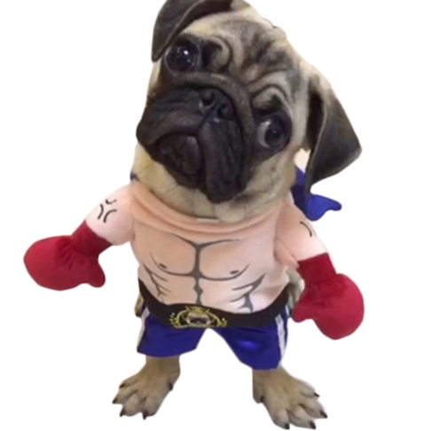 Dog and Cat Outfit Image 2