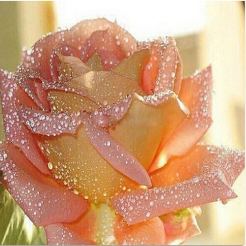 Pink Flower Diamond Painting