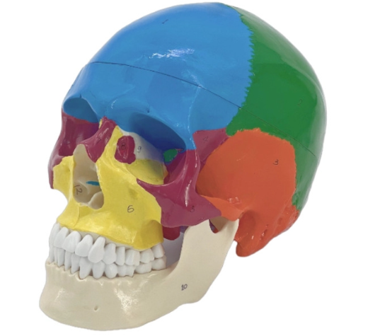 Detailed View of Skull Model