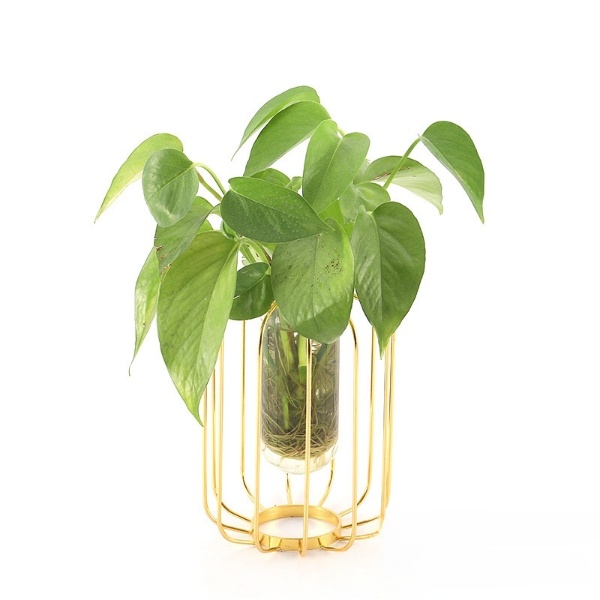 Golden Lantern Trumpet