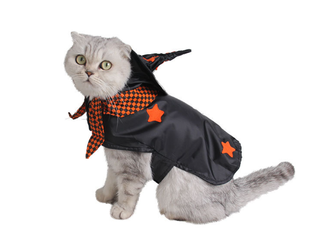 Cat dressed for Halloween