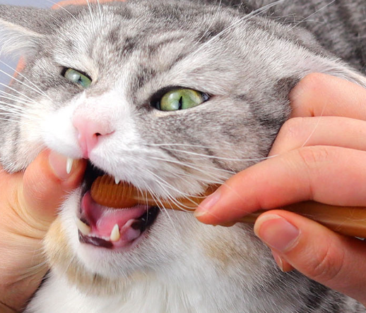 Cat Toothbrush Finger Set Image 4