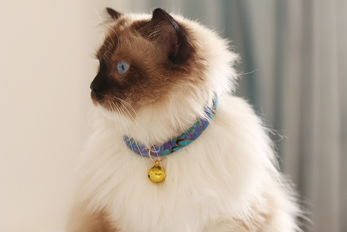 Cat Collar Image 4
