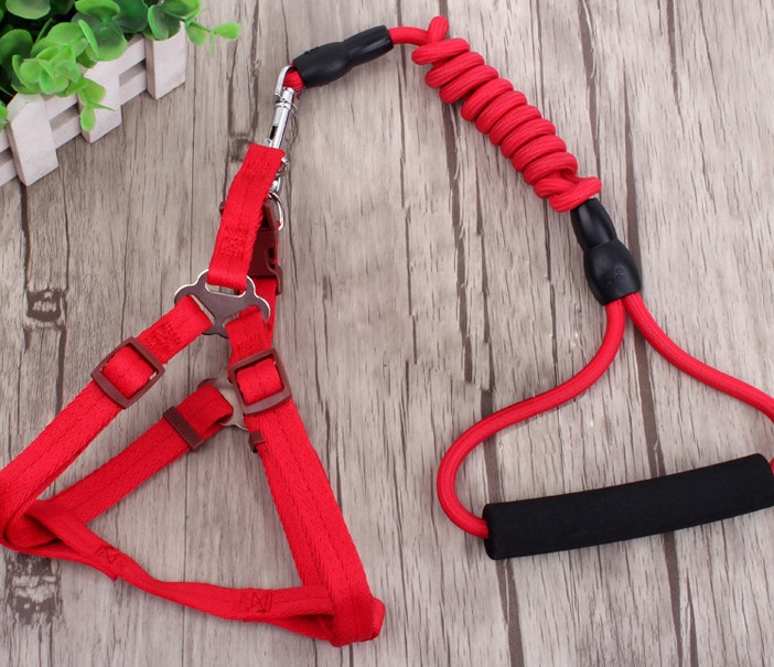 Pet Wearing Harness