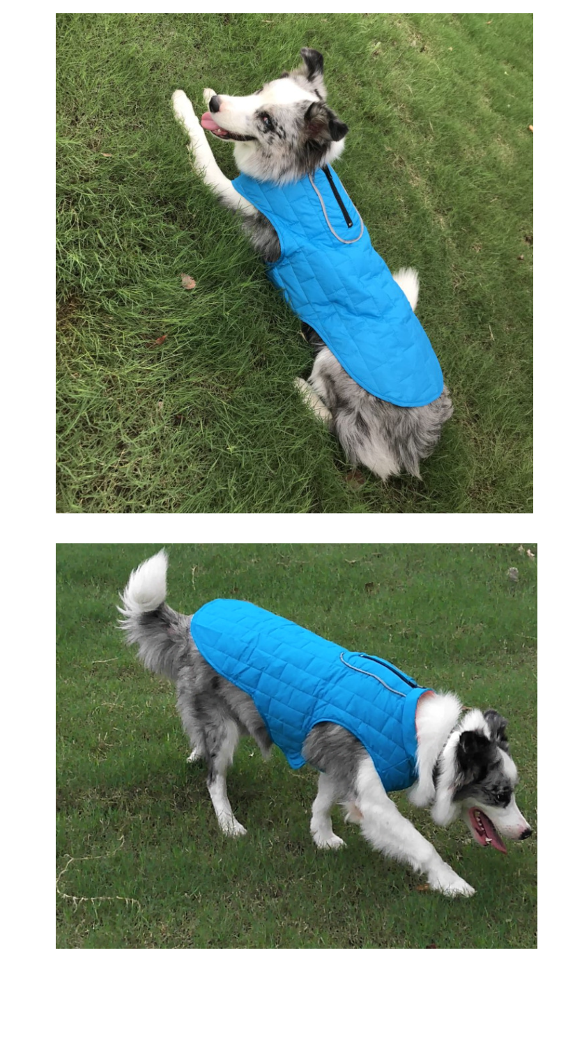 Dog Coat Display