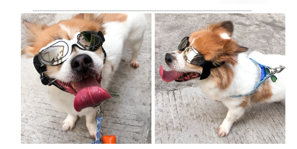 Diferentes colores de gafas de sol para mascotas