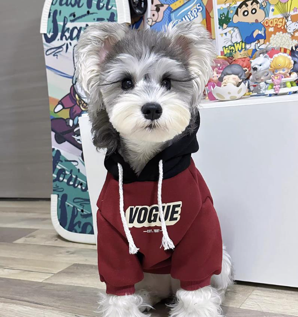Teddy Bichon Small Dog Sweater Image 4