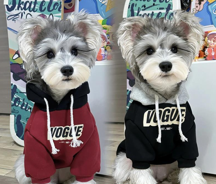 Teddy Bichon Small Dog Sweater Image 2