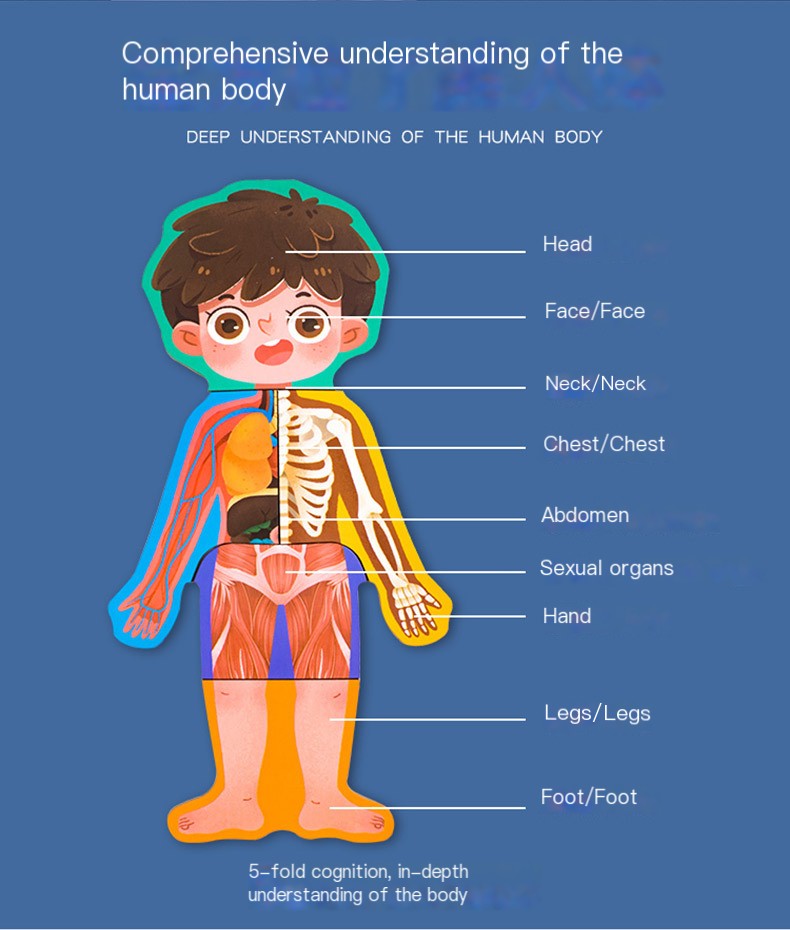 Human Cognition Puzzle Image 2