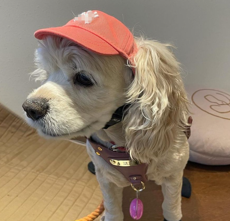 Pet Baseball Cap 4