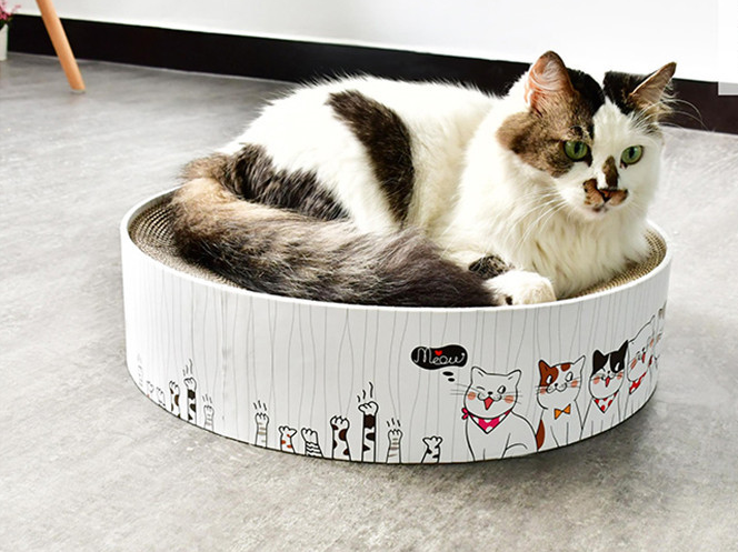 Cat Scratching Board Lifestyle Image