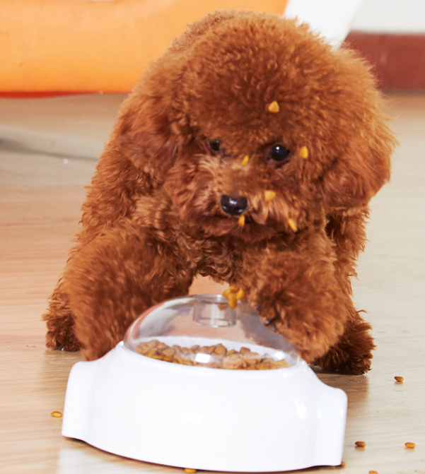 Roller Food Dispensing Ball Image 4